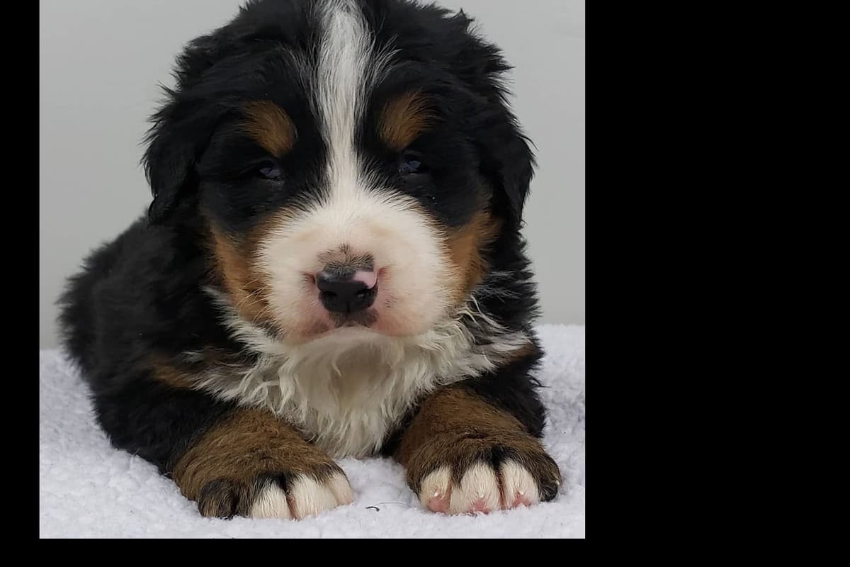 Bernese Mountain Dog Puppies breeder image 21