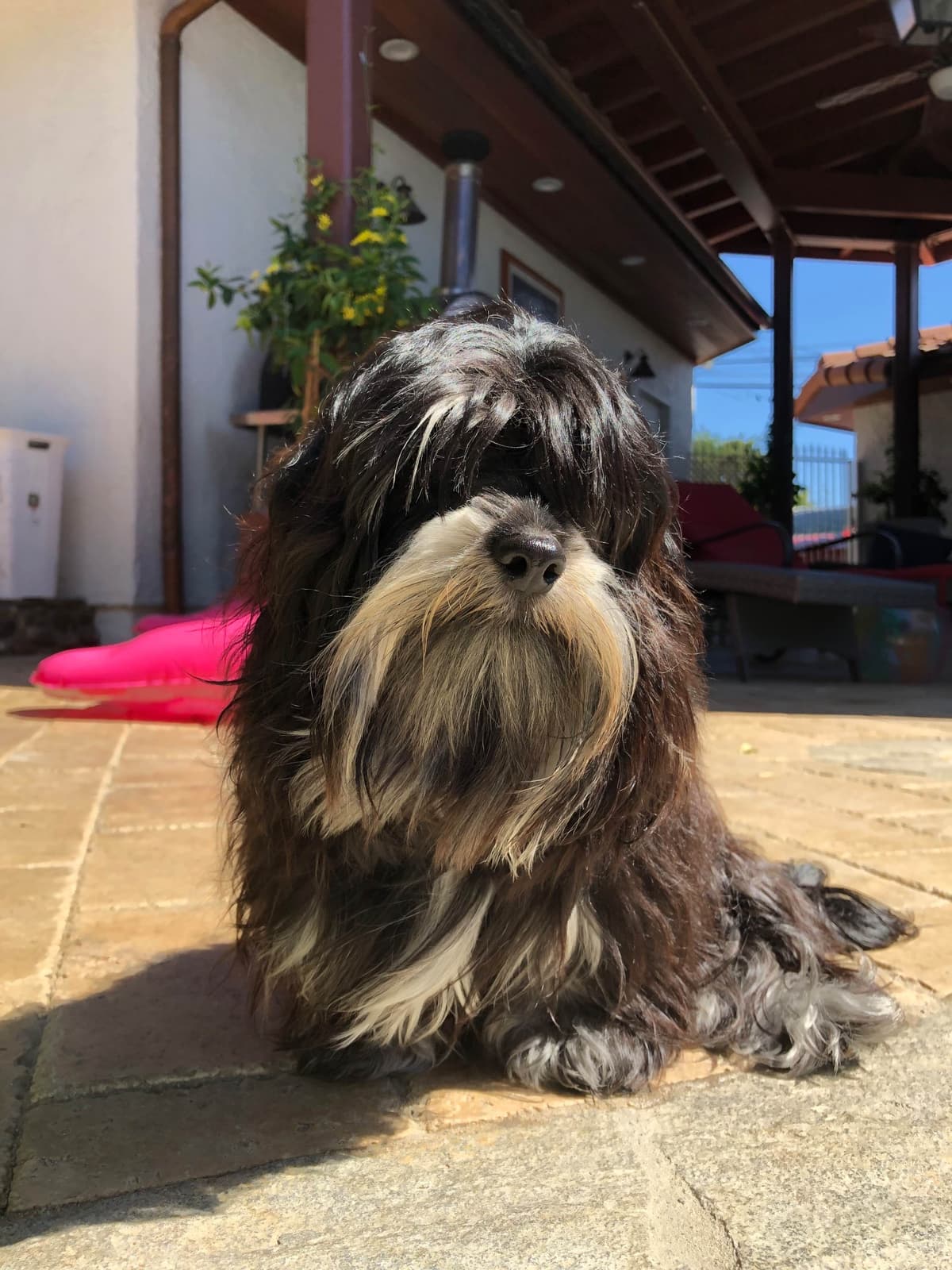 2 year-old Champion Male Available breeder image 2
