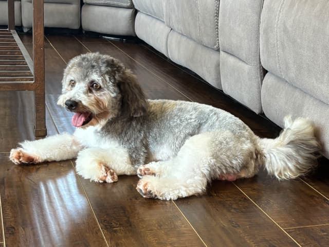 2 year-old Champion Male Available media 3