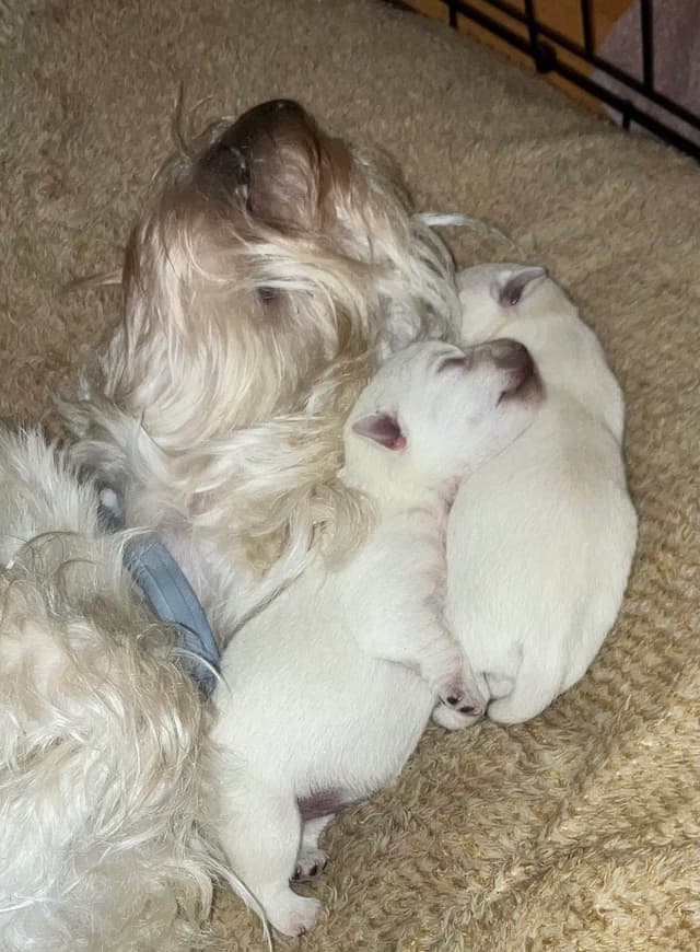 West Highland White Terrier Puppies media 3