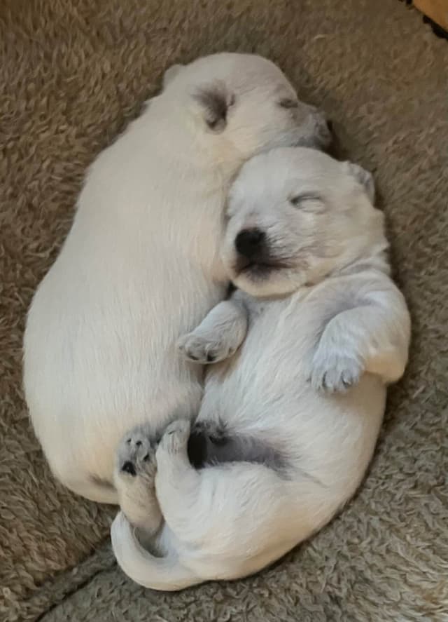 West Highland White Terrier Puppies media 4