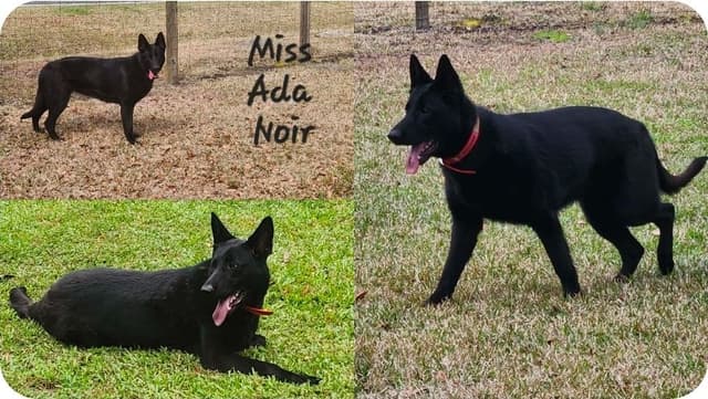 Female German Shepherd Puppy media 3