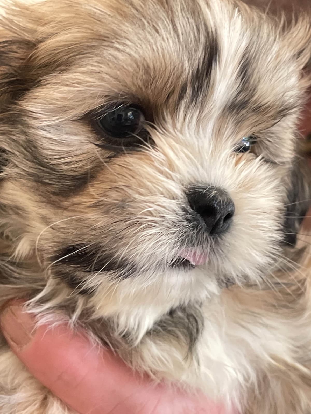 LHASA APSO PUPPIES. READY NOW 06/21/2026 Call Cindy 530-966-8929 breeder image 3