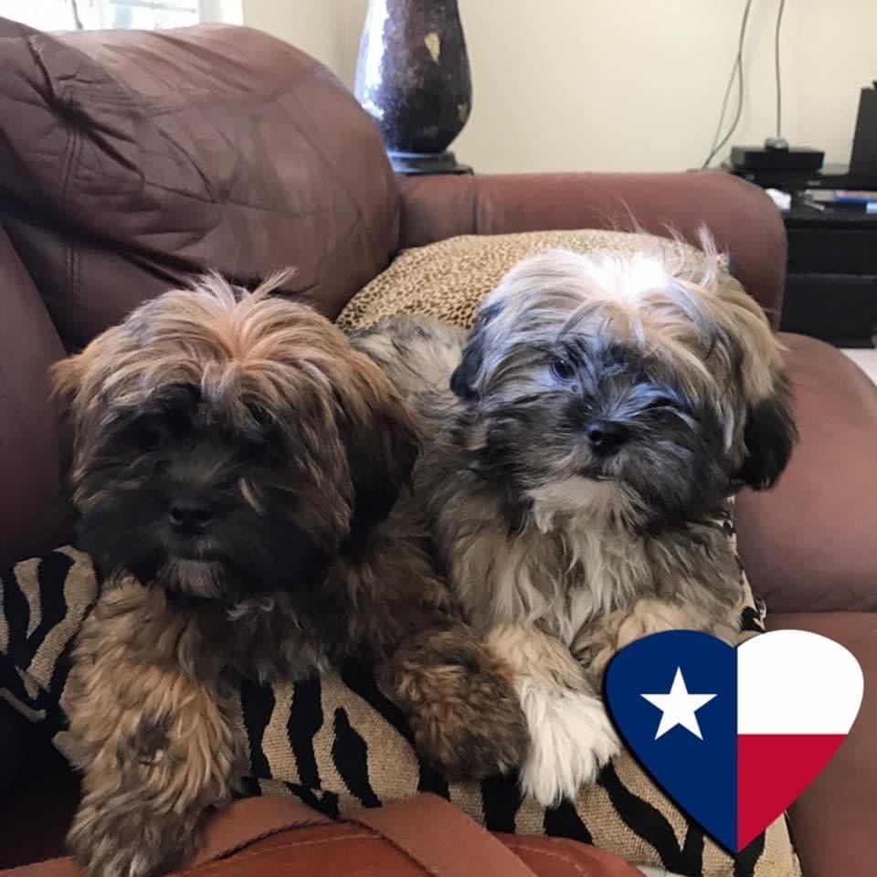 LHASA APSO PUPPIES. READY NOW 06/21/2026 Call Cindy 530-966-8929 breeder image 5