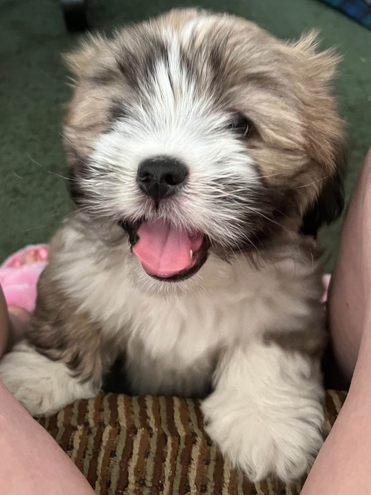 LHASA APSO PUPPIES. READY NOW 06/21/2026 Call Cindy 530-966-8929 breeder image 7