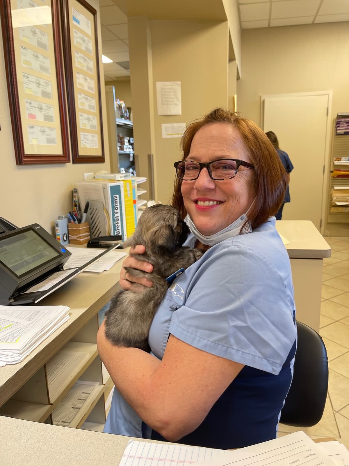 LHASA APSO PUPPIES. READY NOW 06/21/2026 Call Cindy 530-966-8929 breeder image 8