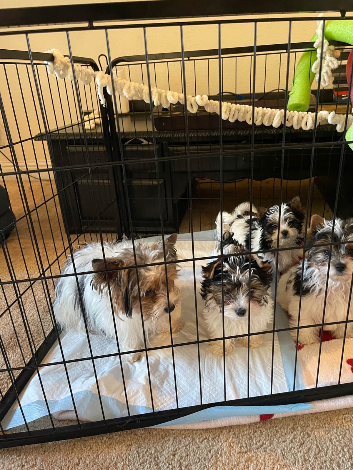 LHASA APSO PUPPIES. READY NOW 06/21/2026 Call Cindy 530-966-8929 breeder image 11