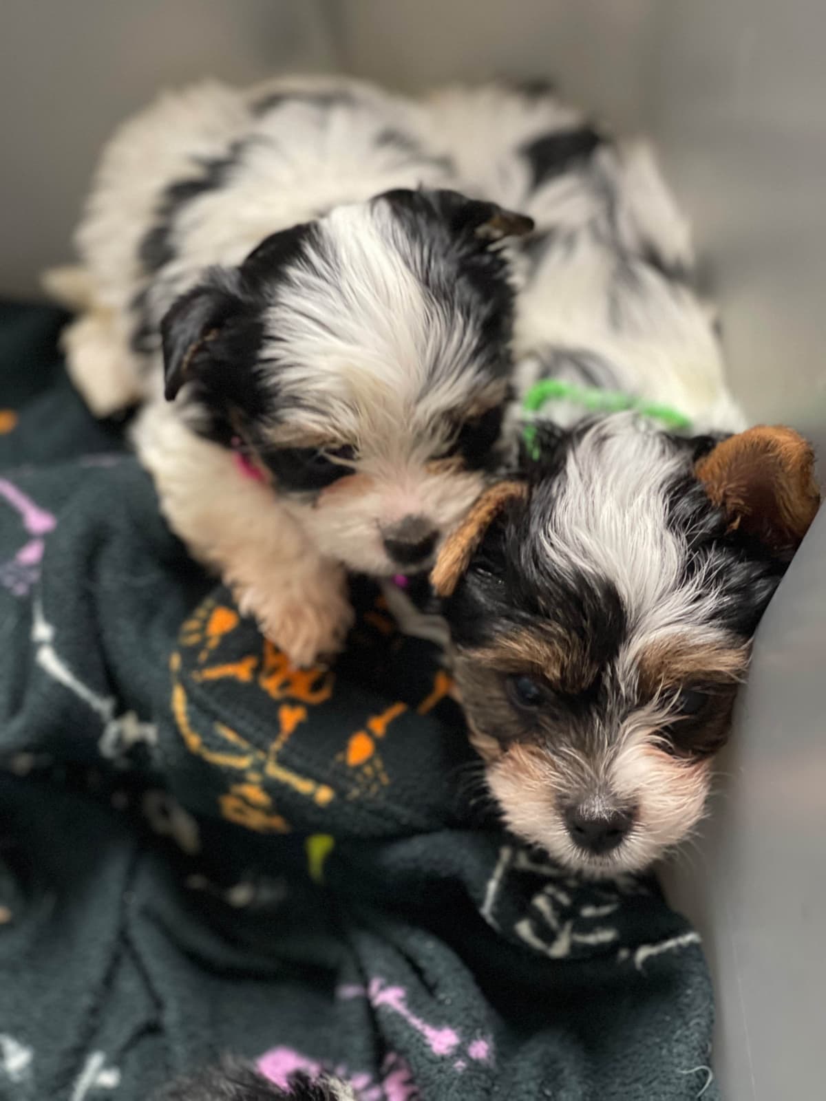 LHASA APSO PUPPIES. READY NOW 06/21/2026 Call Cindy 530-966-8929 breeder image 12