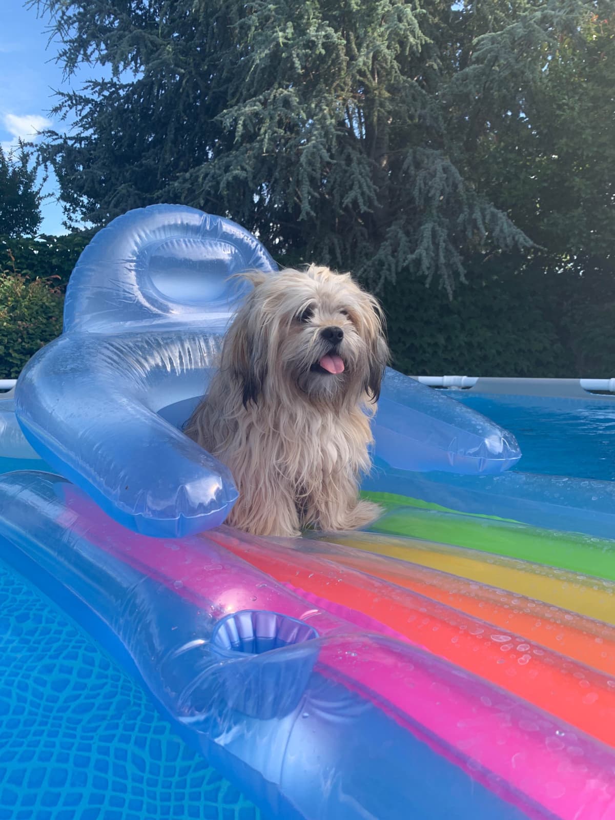 LHASA APSO PUPPIES. READY NOW 06/21/2026 Call Cindy 530-966-8929 breeder image 13