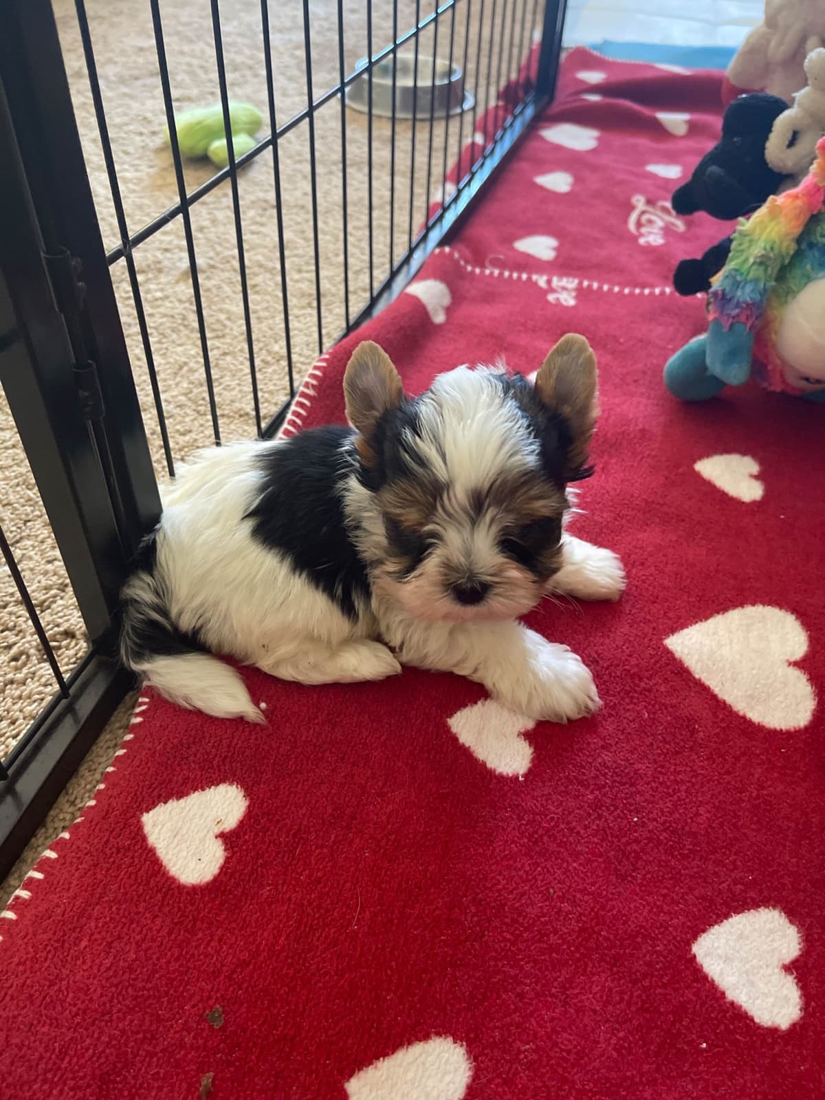LHASA APSO PUPPIES. READY NOW 06/21/2026 Call Cindy 530-966-8929 breeder image 15