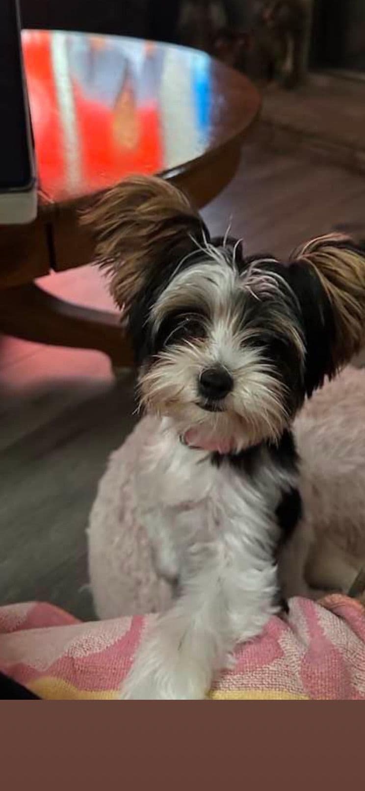 LHASA APSO PUPPIES. READY NOW 06/21/2026 Call Cindy 530-966-8929 breeder image 20