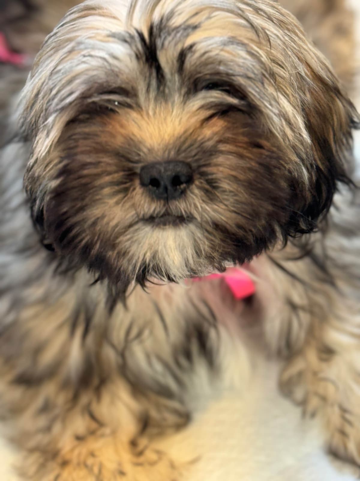 LHASA APSO PUPPIES. READY NOW 06/21/2026 Call Cindy 530-966-8929 breeder image 24