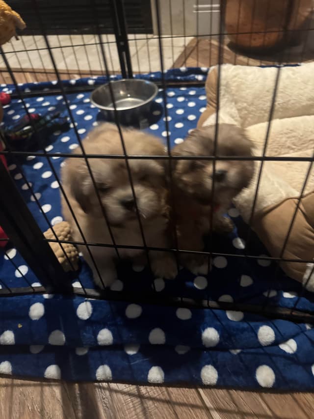 LHASA APSO PUPPIES.    READY NOW  06/21/2026   Call Cindy 530-966-8929 media 2