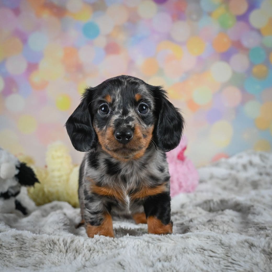 Dachshund Puppies breeder image 1