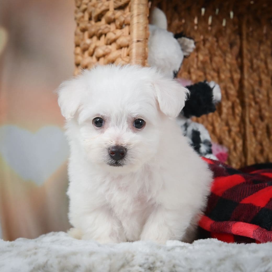 Dachshund Puppies breeder image 3