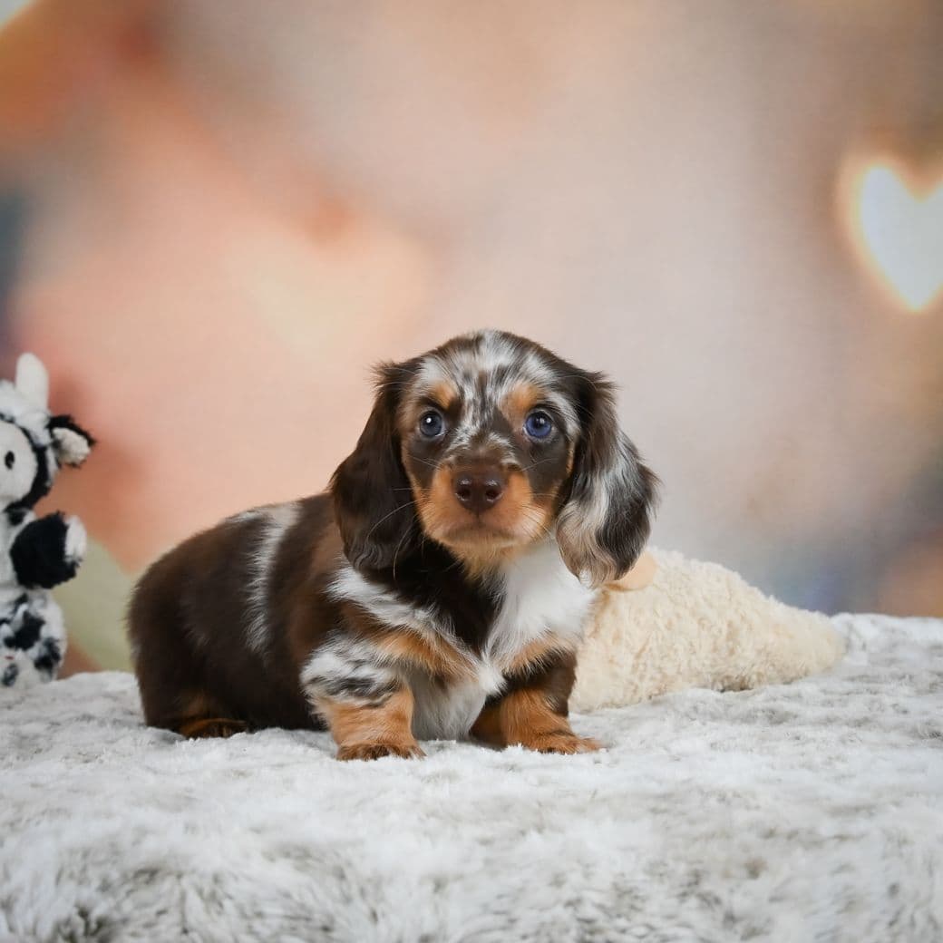 Dachshund Puppies breeder image 4