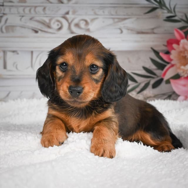 Dachshund Puppies media 2