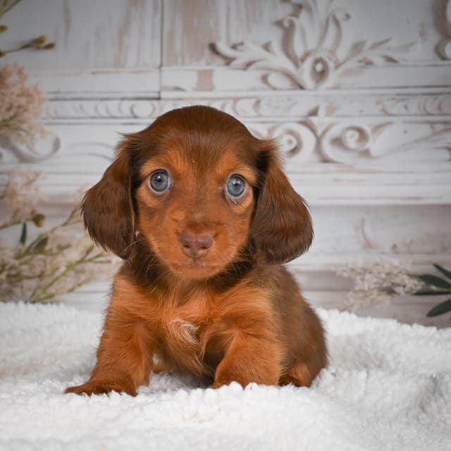 Dachshund Puppies media 3