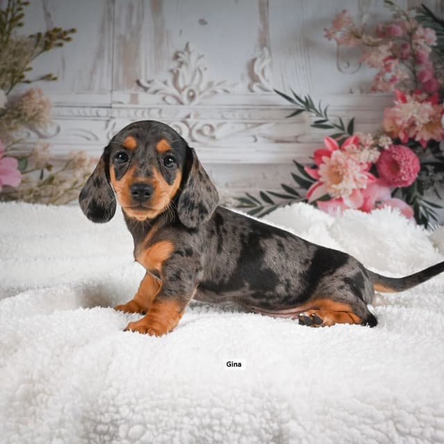 Dachshund Puppies media 2