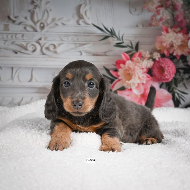 Dachshund Puppies media 3