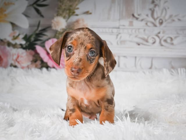 Dachshund Puppies media 3