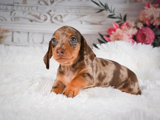 Dachshund Puppies media 4