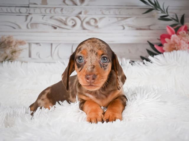 Dachshund Puppies media 5