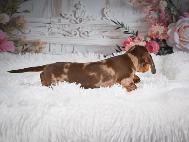 Dachshund Puppies media 6