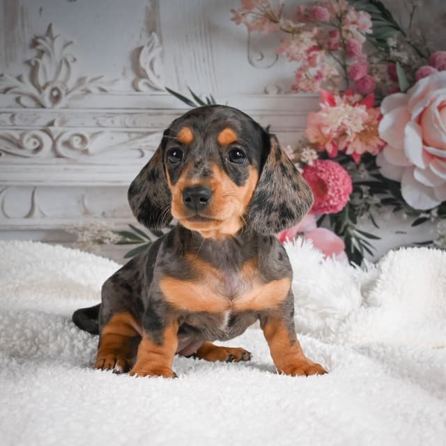 Dachshund Puppies media 2