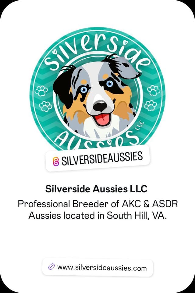 AKC AUSSIES- OFAs, genetics, NATURAL LONG TAIL, blue eyes media 7