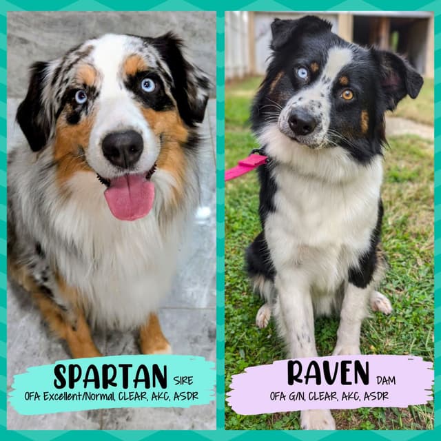 AKC AUSSIES- OFAs, genetics, NATURAL LONG TAIL, blue eyes media 3
