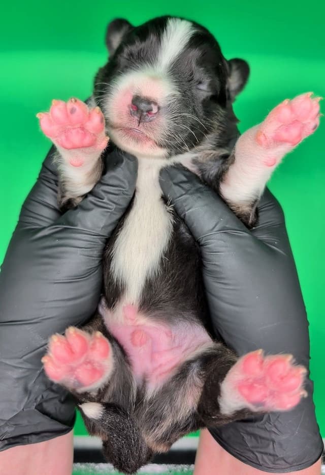 AKC AUSSIES- OFAs, genetics, NATURAL LONG TAIL, blue eyes media 8