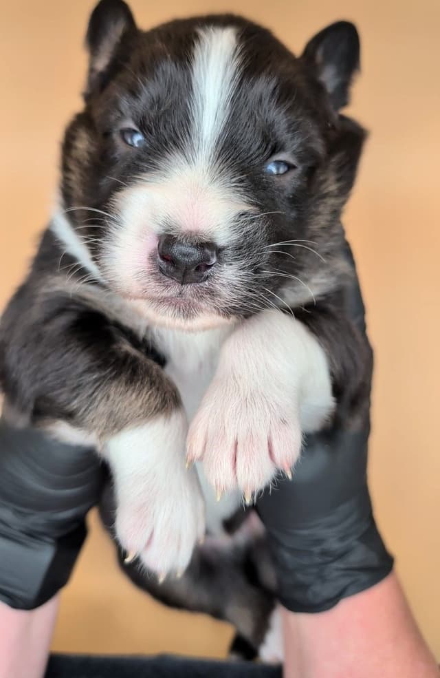 AKC AUSSIES- OFAs, genetics, NATURAL LONG TAIL, blue eyes media 9