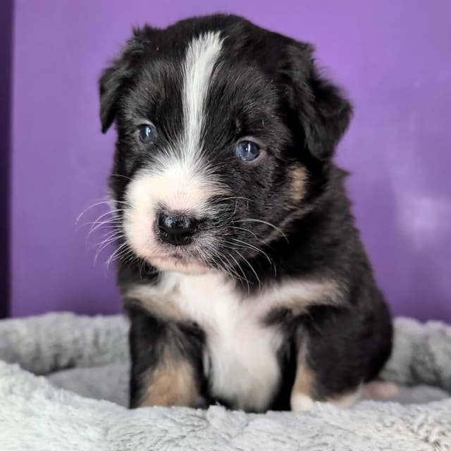 AKC AUSSIES- OFAs, genetics, NATURAL LONG TAIL, blue eyes media 10