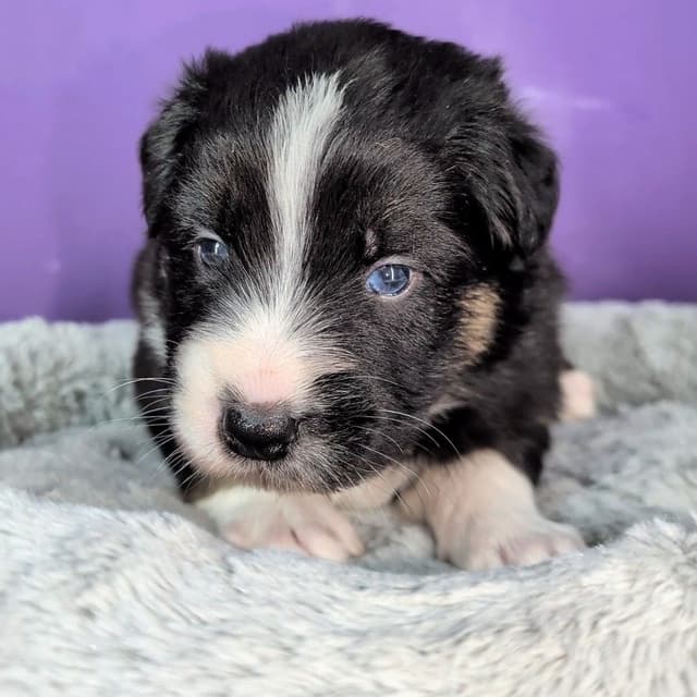 AKC AUSSIES- OFAs, genetics, NATURAL LONG TAIL, blue eyes media 11