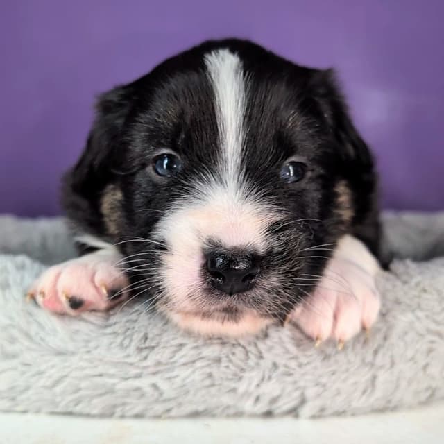AKC AUSSIES- OFAs, genetics, NATURAL LONG TAIL, blue eyes media 12