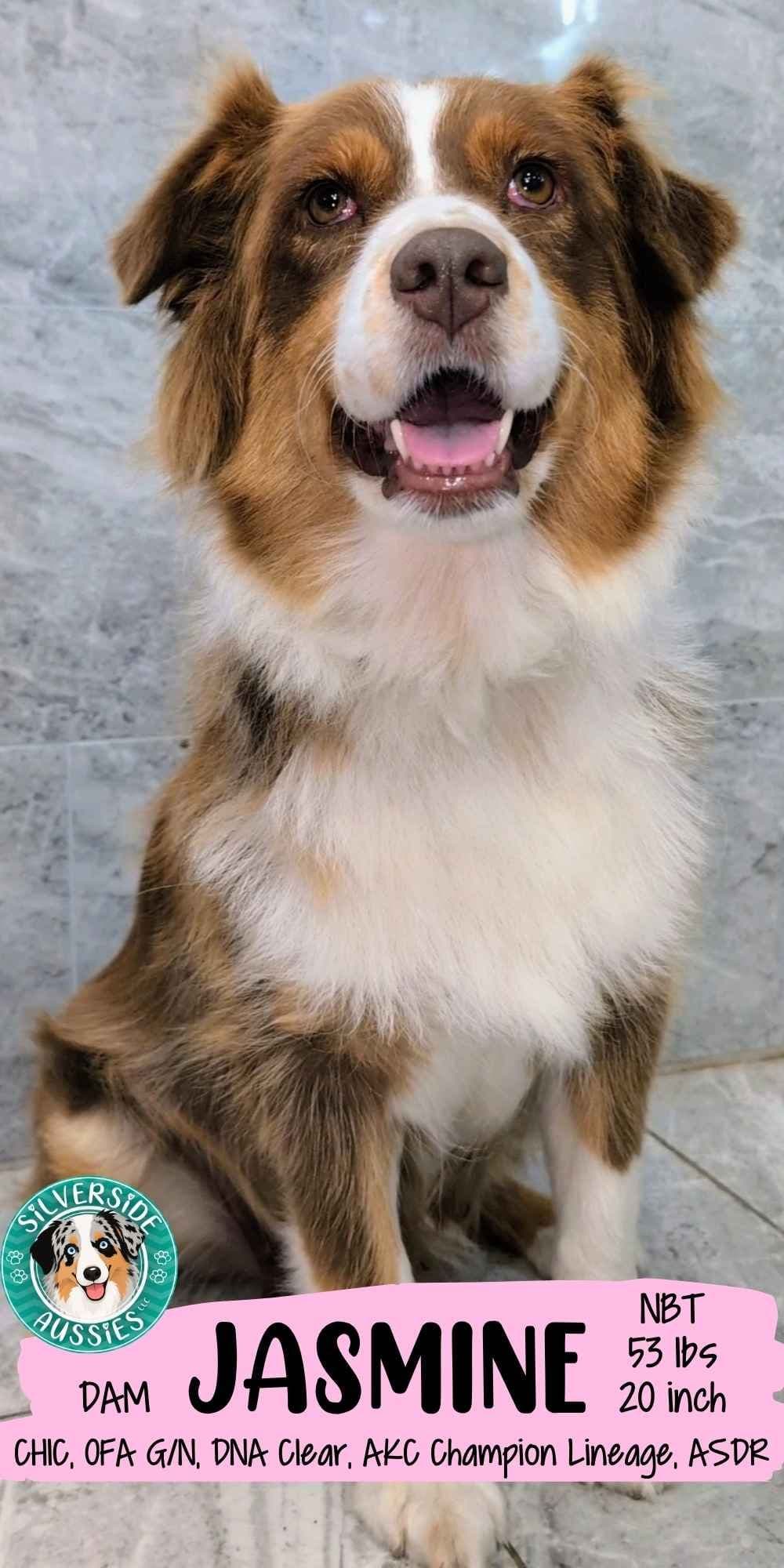 AKC AUSSIES- OFAs, genetics, NATURAL LONG TAIL, blue eyes breeder image 3