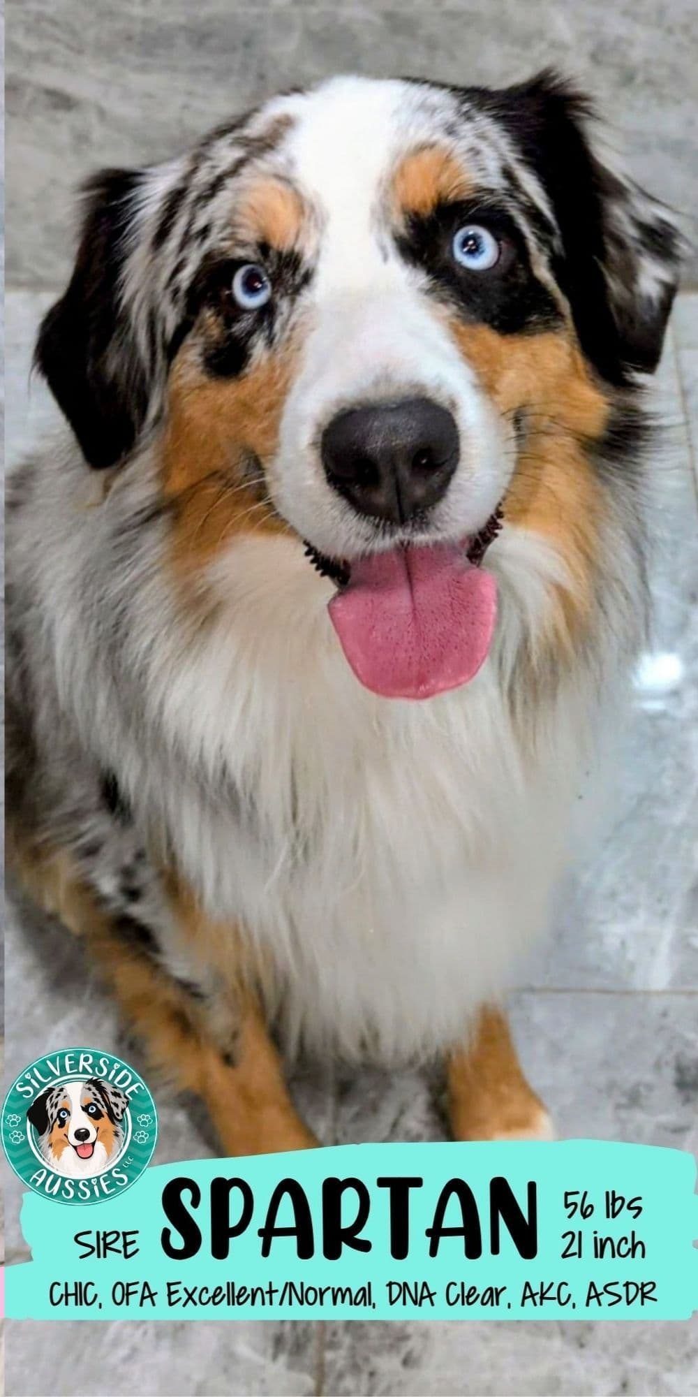 AKC AUSSIES- OFAs, genetics, NATURAL LONG TAIL, blue eyes breeder image 2