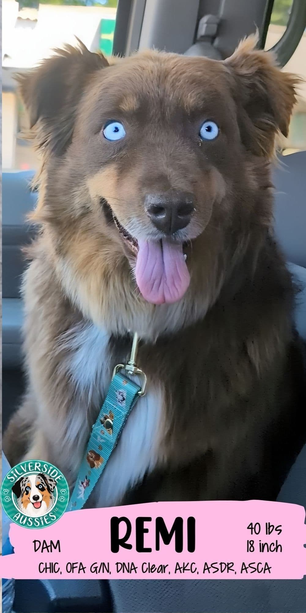 AKC AUSSIES- OFAs, genetics, NATURAL LONG TAIL, blue eyes breeder image 6