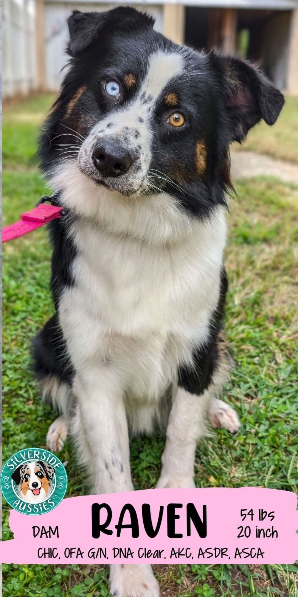 AKC AUSSIES- OFAs, genetics, NATURAL LONG TAIL, blue eyes breeder image 5