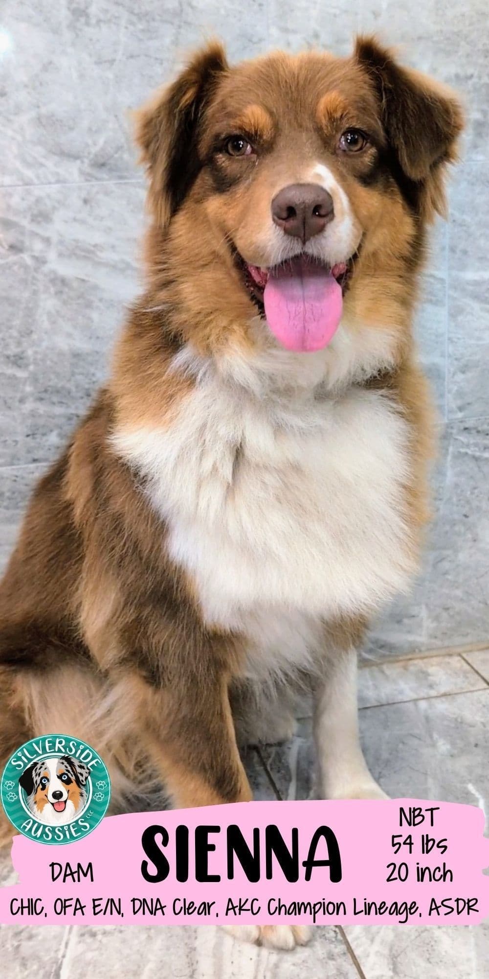 AKC AUSSIES- OFAs, genetics, NATURAL LONG TAIL, blue eyes breeder image 7