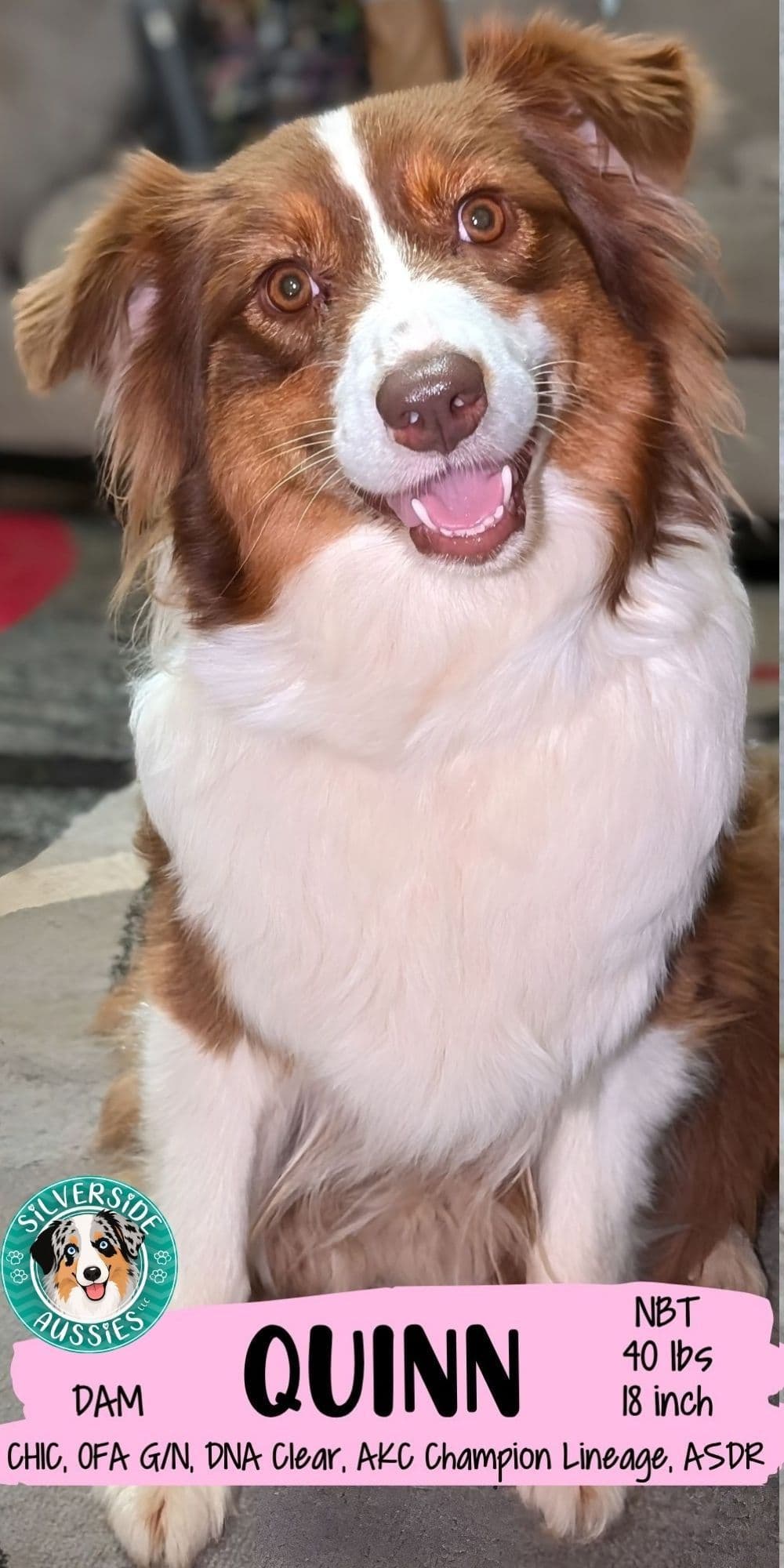 AKC AUSSIES- OFAs, genetics, NATURAL LONG TAIL, blue eyes breeder image 4