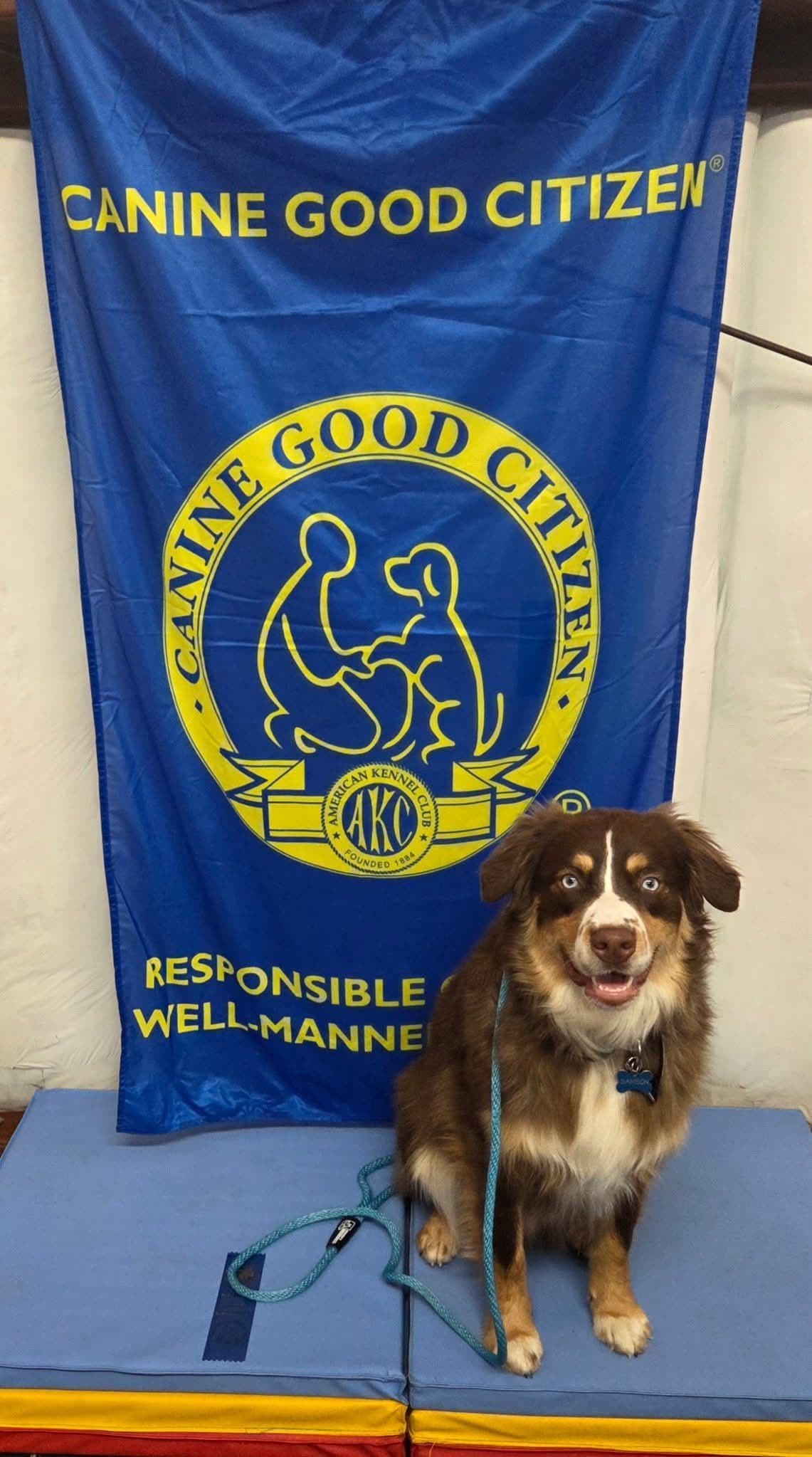 AKC AUSSIES- OFAs, genetics, NATURAL LONG TAIL, blue eyes breeder image 14