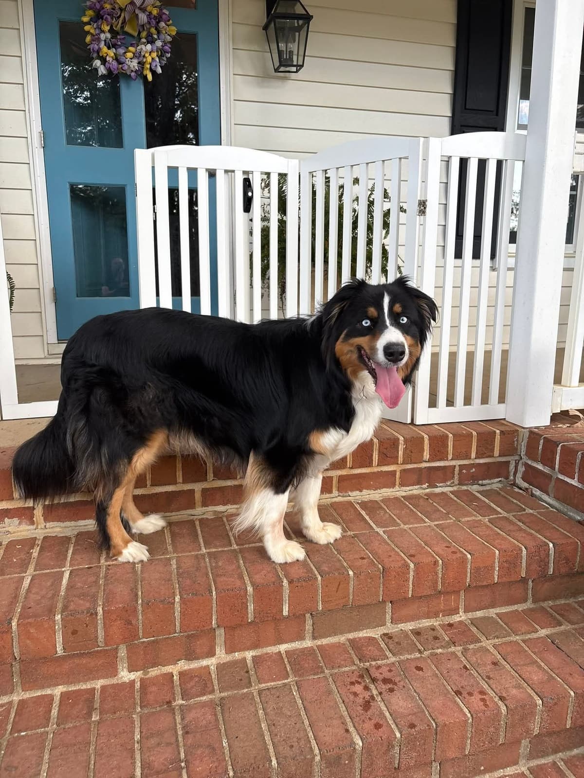 AKC AUSSIES- OFAs, genetics, NATURAL LONG TAIL, blue eyes breeder image 17