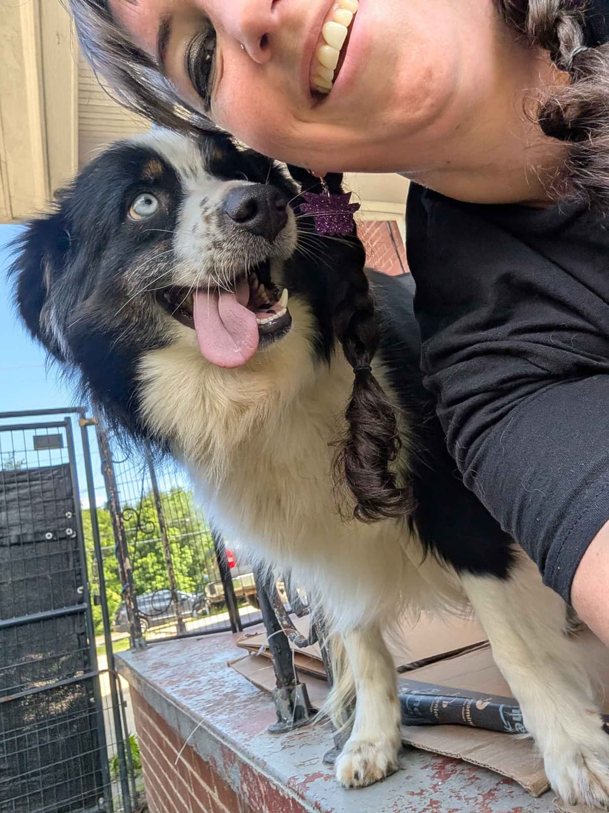 AKC AUSSIES- OFAs, genetics, NATURAL LONG TAIL, blue eyes breeder image 19