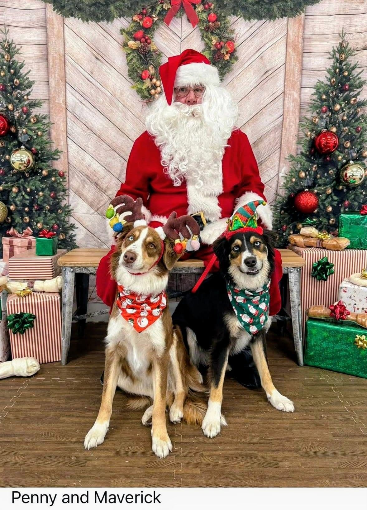 AKC AUSSIES- OFAs, genetics, NATURAL LONG TAIL, blue eyes breeder image 20