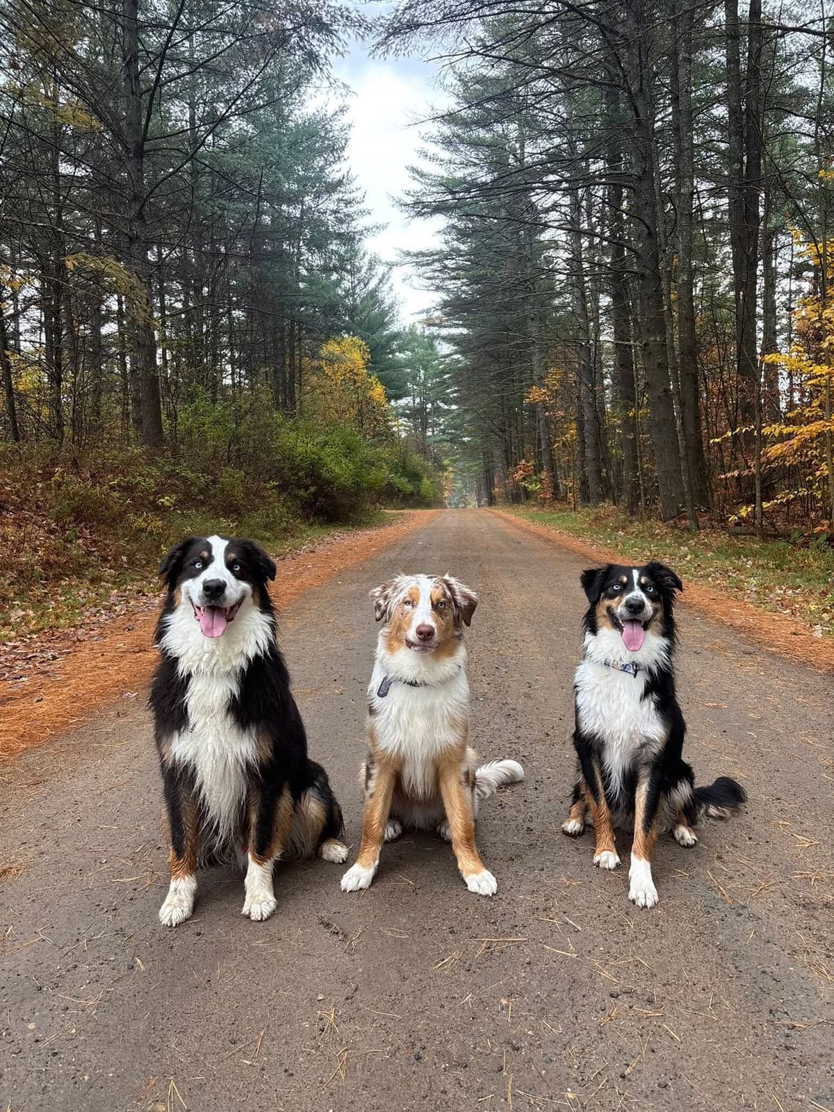 AKC AUSSIES- OFAs, genetics, NATURAL LONG TAIL, blue eyes breeder image 21