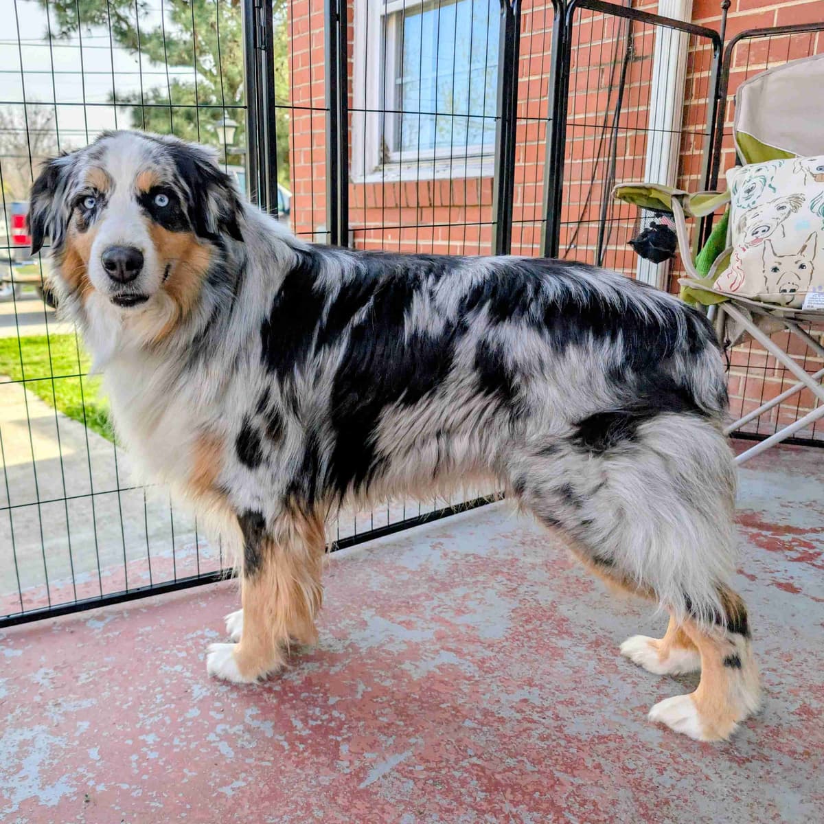 AKC AUSSIES- OFAs, genetics, NATURAL LONG TAIL, blue eyes breeder image 23