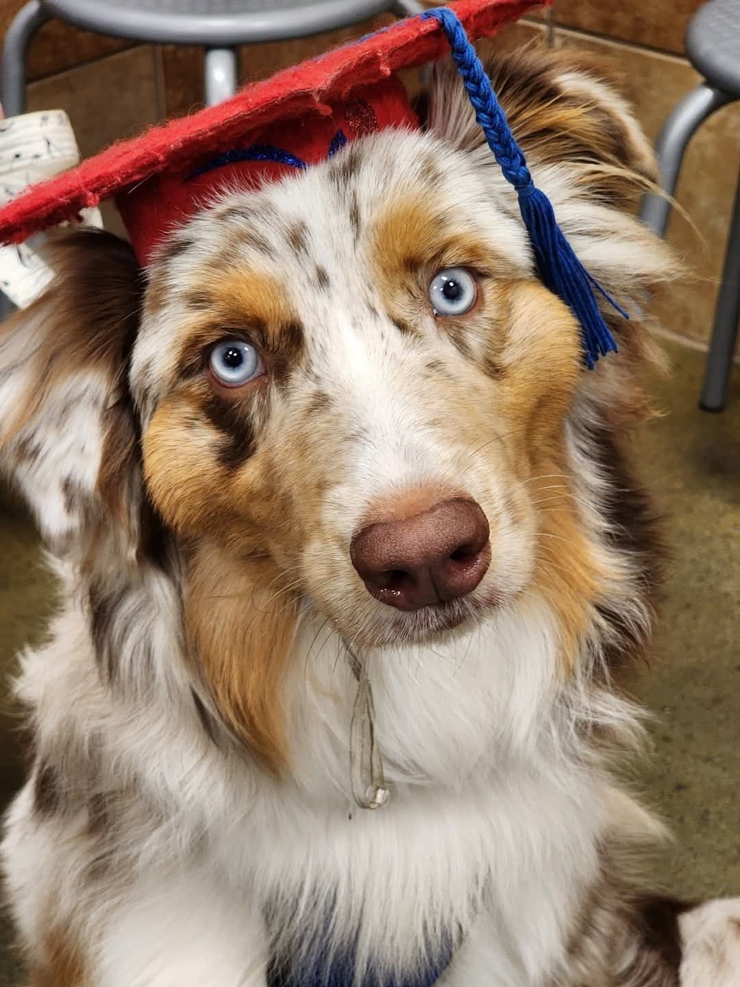 AKC AUSSIES- OFAs, genetics, NATURAL LONG TAIL, blue eyes breeder image 26