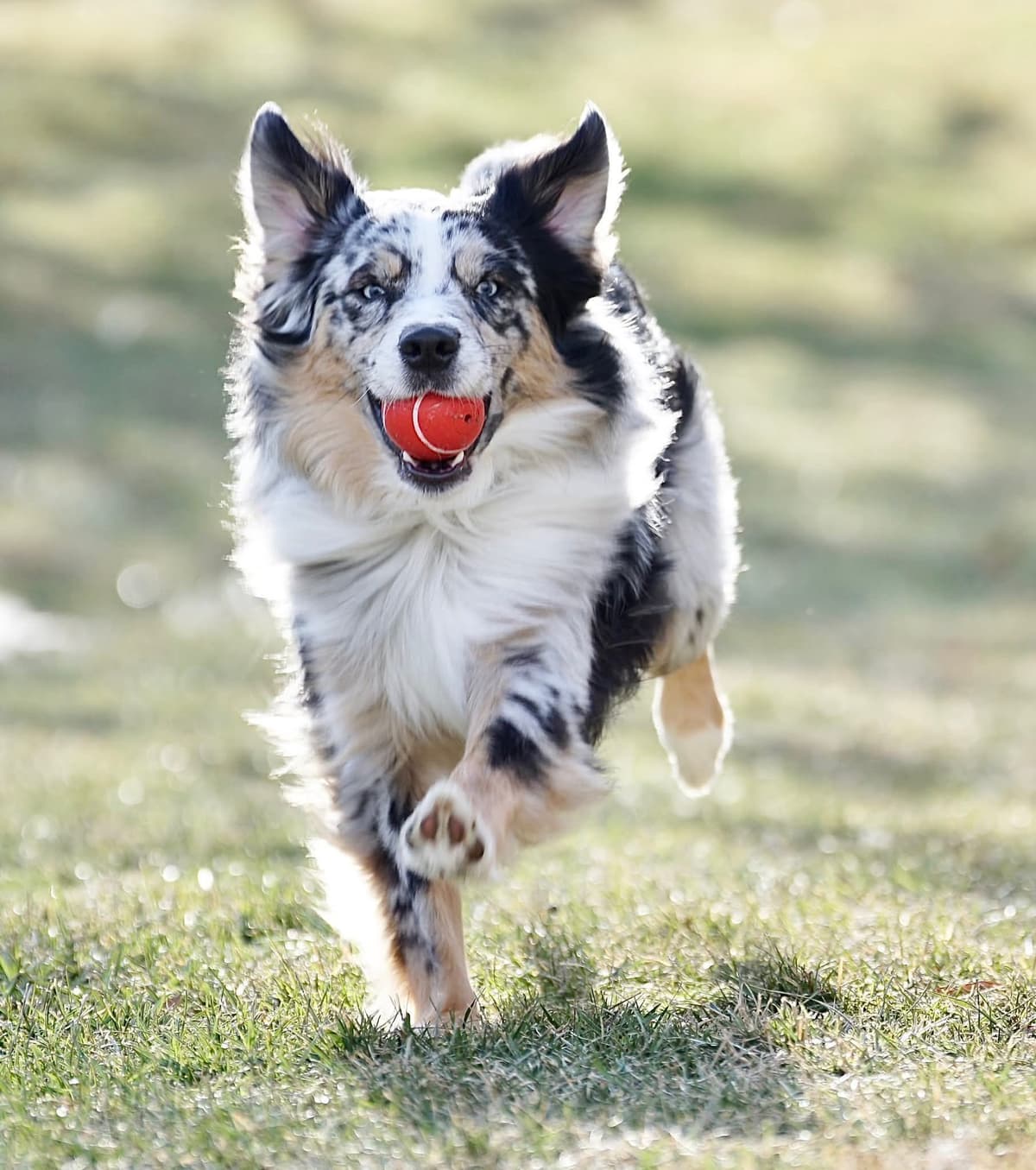 AKC AUSSIES- OFAs, genetics, NATURAL LONG TAIL, blue eyes breeder image 28